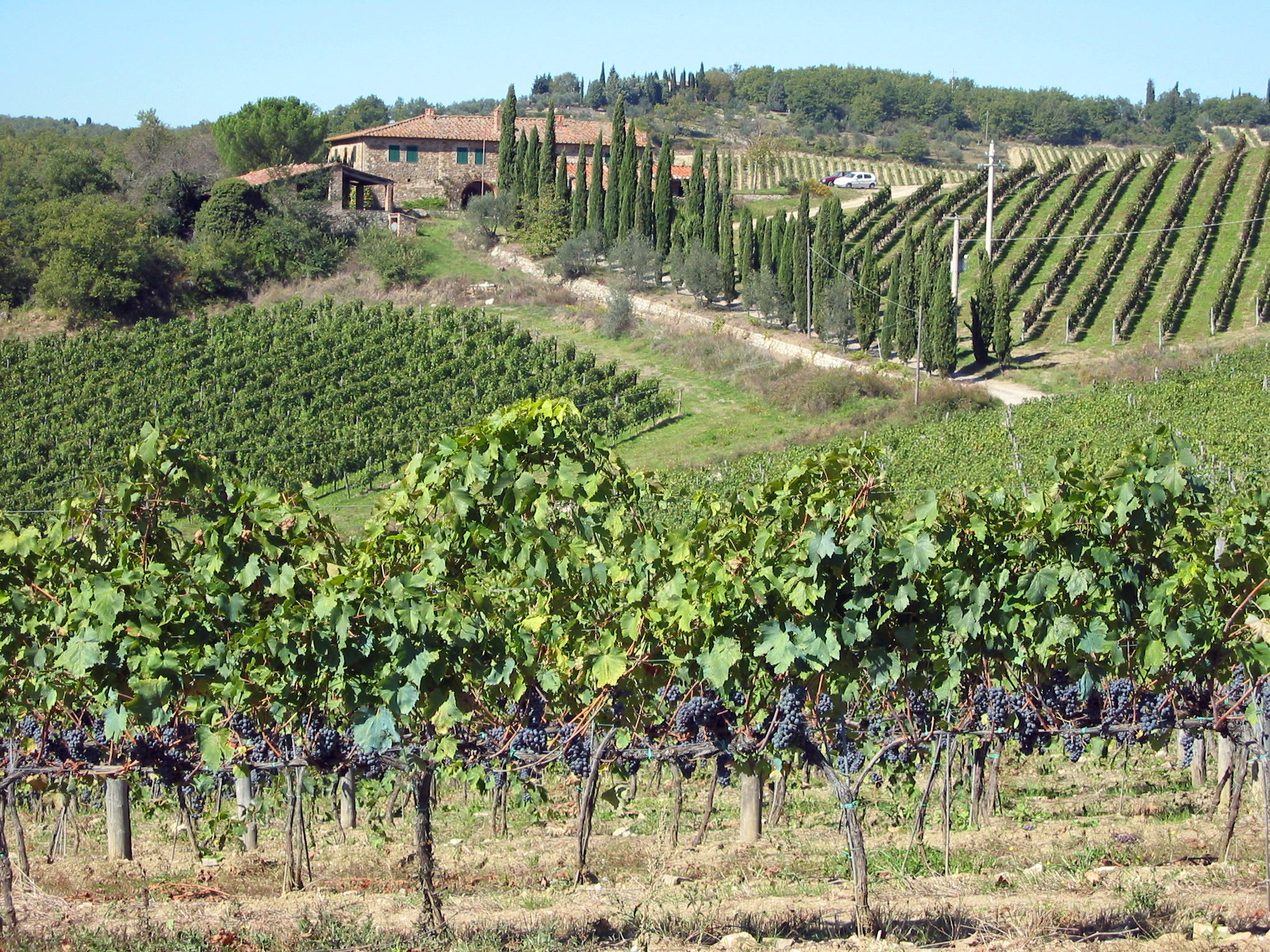 Tuscan vineyard at harvest, Chianti